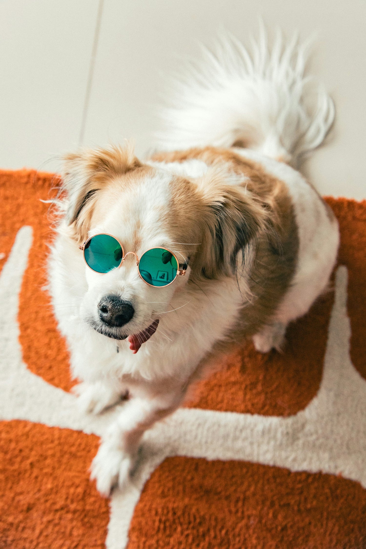 Mastery Mart Pets Accessories
